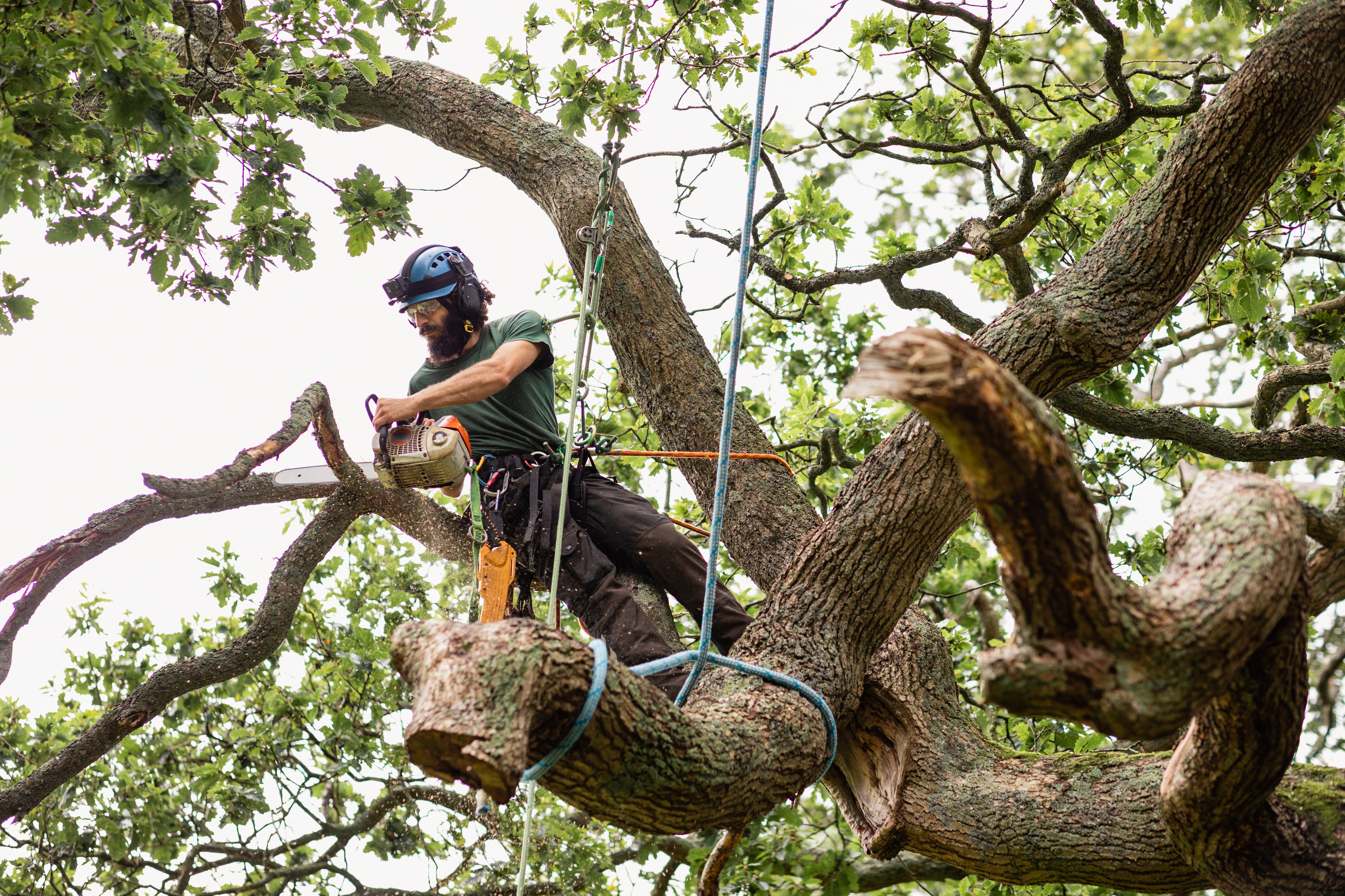 Tree surgeon using chainsaw to remove tree branch at height